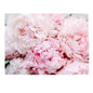 Floral C5 Envelopes Collection 1 – Premium Decorative Envelopes for Letters, Invitations, Gifting, Happy Mail
